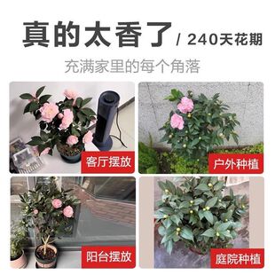 ������̫���� �����軨���� ��ˮ�軨 ɽ�軨 ������ ���� �ļ�