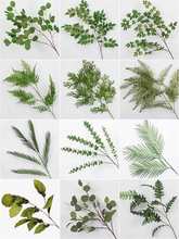 �Gɫ����cֲ��Gֲ�ȼ����~�ٻ���Y�b廨���ϲ��~��