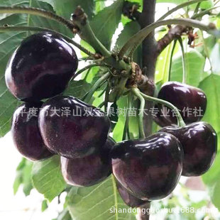 ������܇���Ә��� �޽Ӱ��������Ϸ��Nֲ ɽ�|�������������l