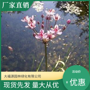 The Base Has a Large Supply of Various Aquatic Plant Seedlings, Large Quantities, and Complete Specifications