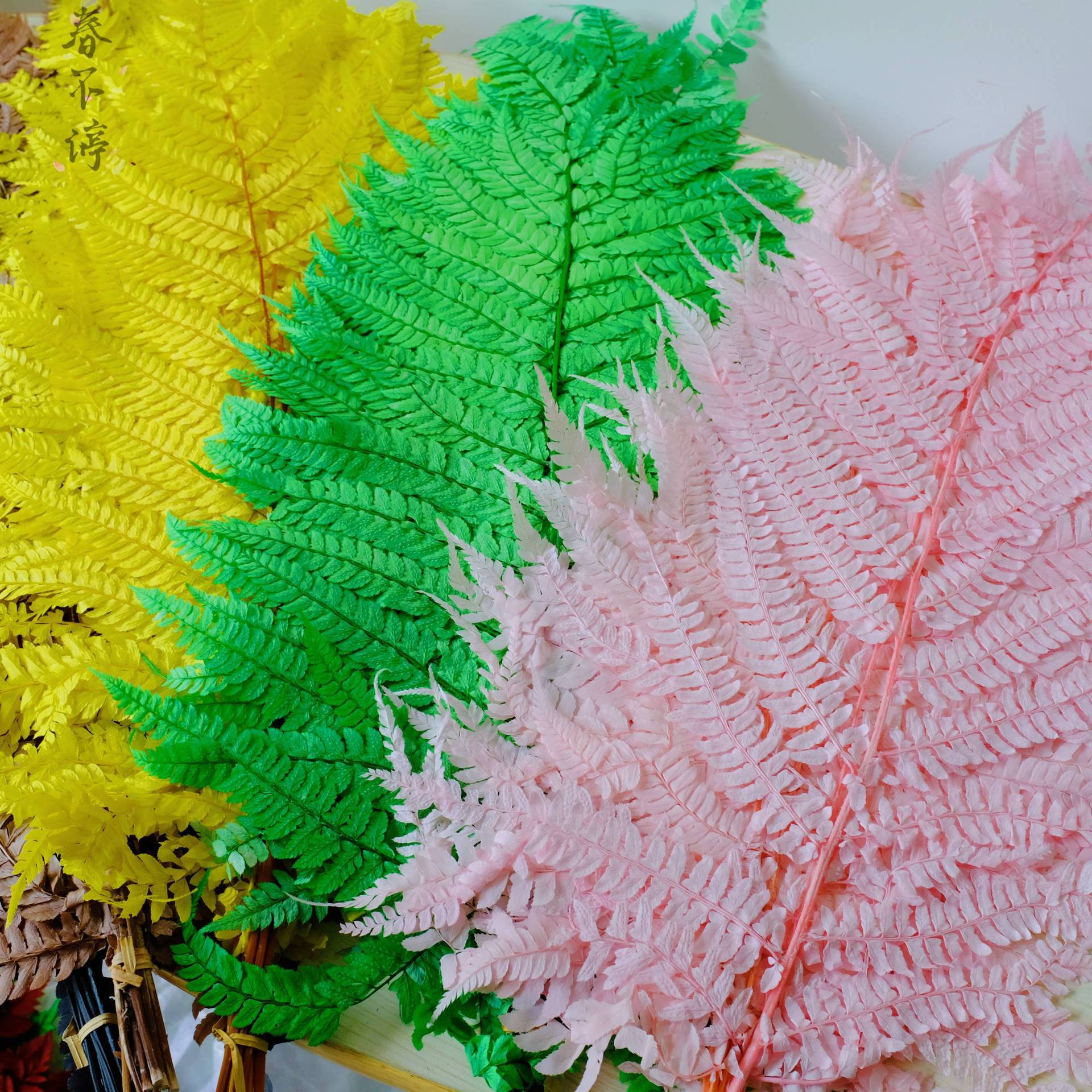 Eternal Life Fern Leaf Money Fern Preserved Flower Fern Fronds Fern Leaf Material Fresh and Clean Preserved Leaf Material for Photography and Decoration - 10 Pieces