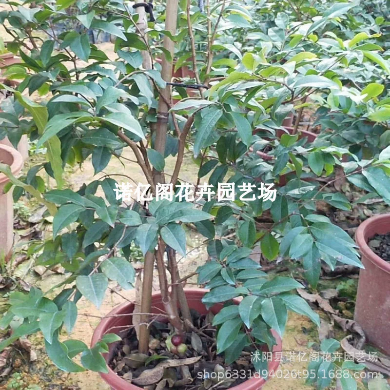 GARBO Рассада фруктовых деревьев Пакар Рассада Пакар Южная и Северная Посадка Песок Фруктовые деревья Знаменитый сад Четыре сезона в горшке