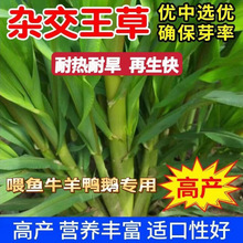 杂交王草种子高端牧草四季常青养殖牛羊鸭鹅专用牧草种子营养丰富