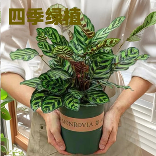 Peacock Arrowroot Colorful Leaf Arrowroot Is Evergreen All Year Round, Purifies the Air and Removes Formaldehyde. Indoor Office Potted Plants Are Easy to Maintain