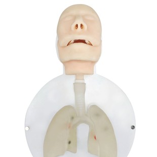 Ultrasonic Bronchoscope Ebus-Tbna Training Body Membrane