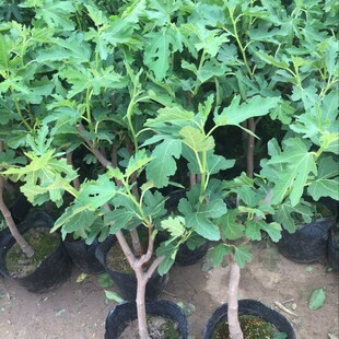 Fig Saplings, Boji Red, North and South Planting Potted Fruit Saplings, Japanese Purple Fruit, Four-Season Fruiting Saplings