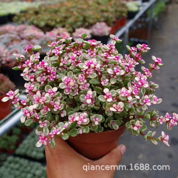 Танец Ya Le суккулентов Комнатные цветы зеленые растения мясо в горшке старый ворс Начинающий сочетание бонсай золотые ветки и листья нефрита