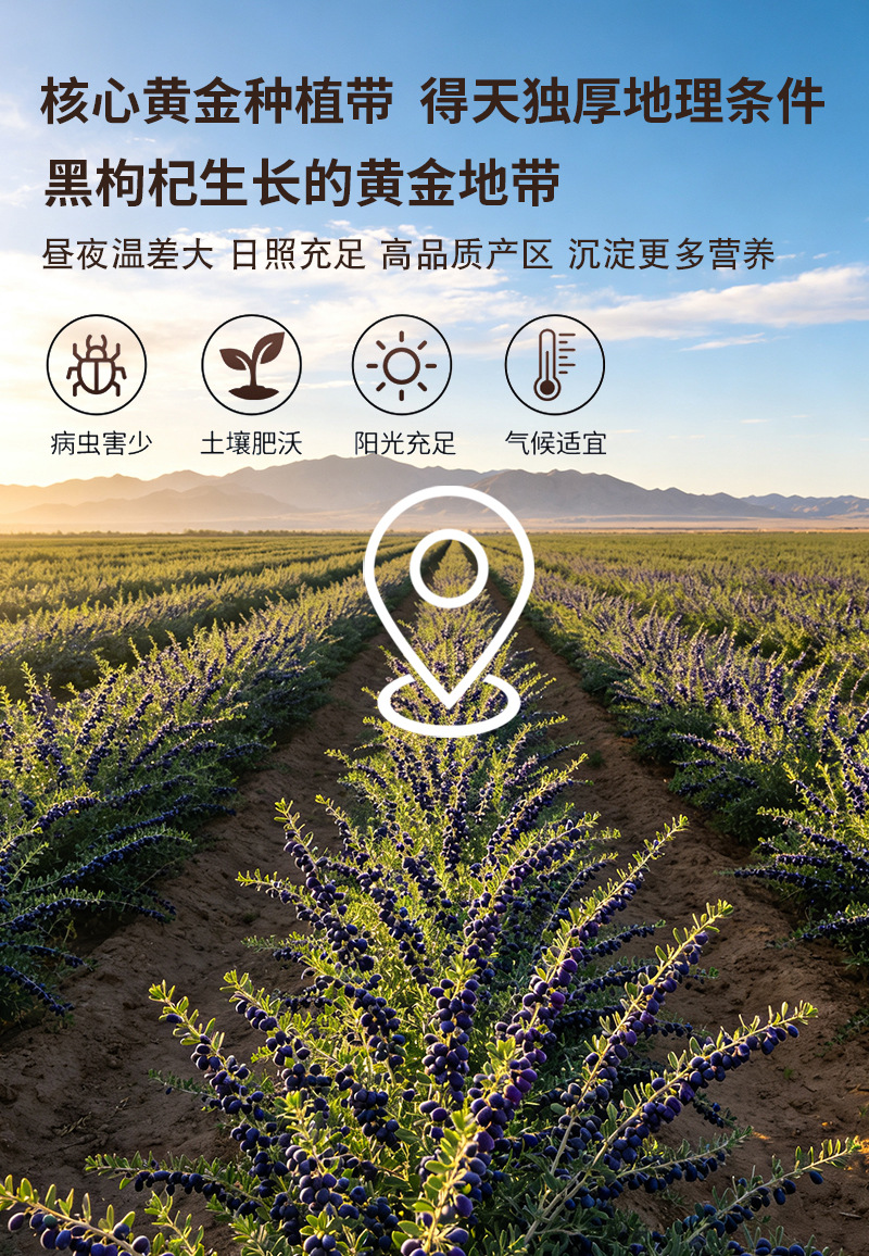 Black Goji Berries Hei Gou Qi Dried Whole Fruit Loose Bulk Ningxia Harvest for Tea and Daily Wellness preparation