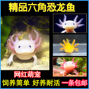 Hexagonal Dragon Fish, Cold Water Fish, Salamander, Aquarium Pet, Live Hexagonal Dragon Fish, Freshwater Fish, Easy to Raise and Maintain, Ornamental Popular Fish