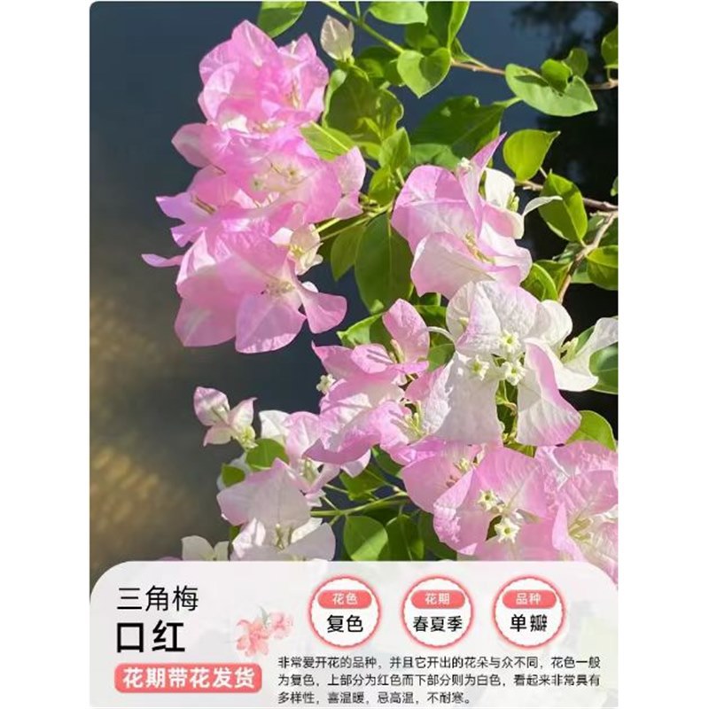 [핫한 신제품 입고] 립스틱 부겐빌레아 40-50cm