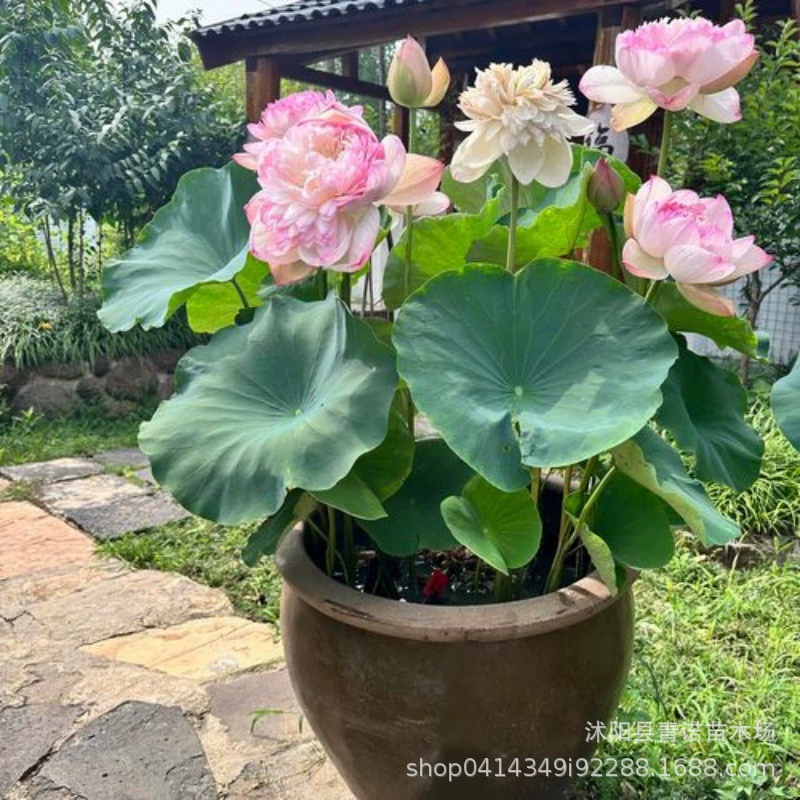 Оптовые продажи семян лотоса, гидропоники в горшках, большие водные семена лотоса, семена лотоса из корня лотоса доступны в большом количестве.