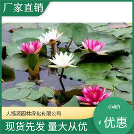 睡莲四季开花 水培睡莲带盆发盆栽睡莲 大睡莲 池塘观赏型睡莲苗