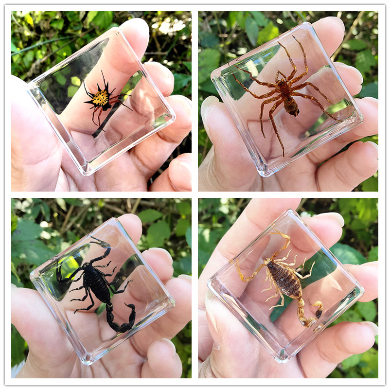 에메랄드 그린 거미와 전갈 4종