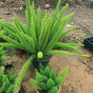 βTֲͥԺ@̨GֲļG^~ββ