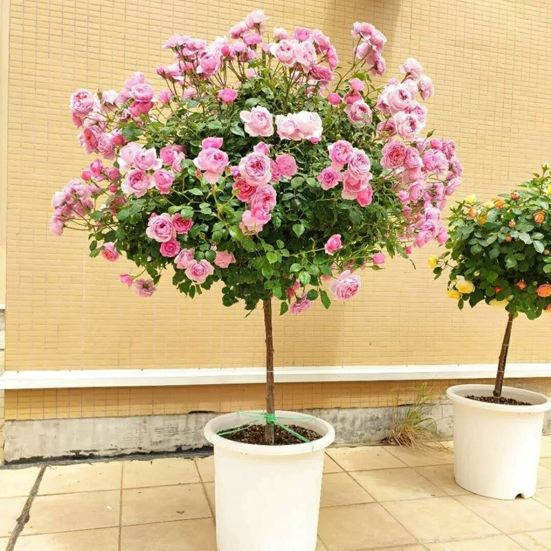 Дропшиппинг Bell Fairy Lollipop в горшке в форме дерева Розовое дерево цветет в любое время года для балкона и двора с ароматным ароматом.