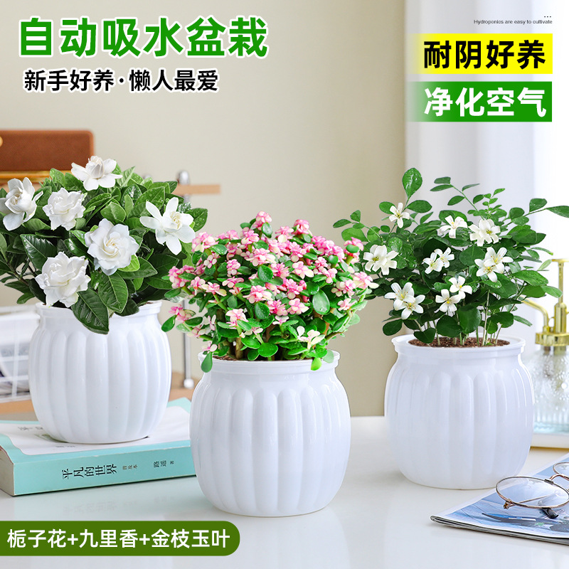 [꽃패키지] 치자나무 + 구리향 + 황금가지와 옥잎