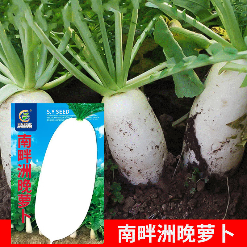 Wholesale garden vegetable seeds Nanpanzhou late white radish 12g potted balcony yard vegetable seeds
