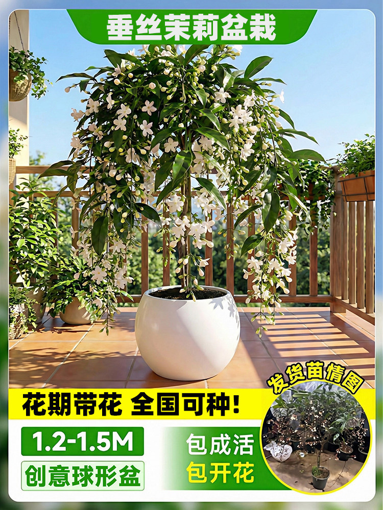 Flores de jazmín en maceta, flores de fragancia fina, fáciles de cultivar en interiores y exteriores, flores perennes ornamentales. image 28