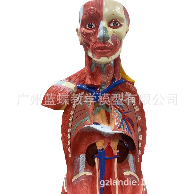 ����ȫ�����⸽����ģ��ҽѧ��ѧ�������弡������������170CM