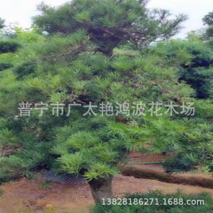 ��ɽ�����_�h��ͥԺ�_�h�Ɇ�ľ�L����@�־G������ͥԺ�_�h�ɘ䘶