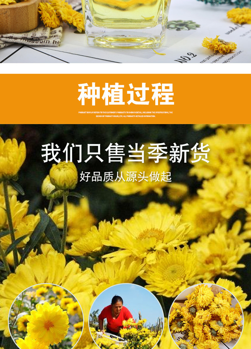 Huang Gong Ju Chrysanthemum Tea (Chrysanthemum morifolium) — Dried Yellow Chrysanthemum Flowers from Huangshan Xiuning in use