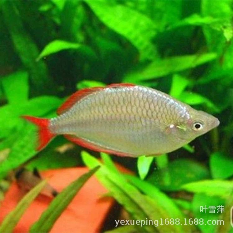 Электрическая Русалка Живые тропические декоративные рыбы лампа семья Плавание Рыба Трава Аквариум рыба Смешанная Шанхай рыболовное место пакет прямых продаж