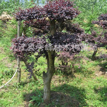 Бонсай из красноцветущего мирта, красноцветущего мирта Цзянси, красноцветущего мирта особой формы