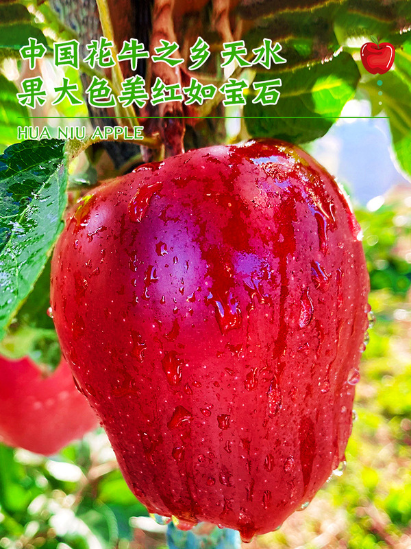 Gansu Tianshui Huaniu Apple 5kg Fresh Red Snake Pink Noodle Ugly Peaceful Christmas Fruit Seasonal Fruit Whole Box Free Shipping