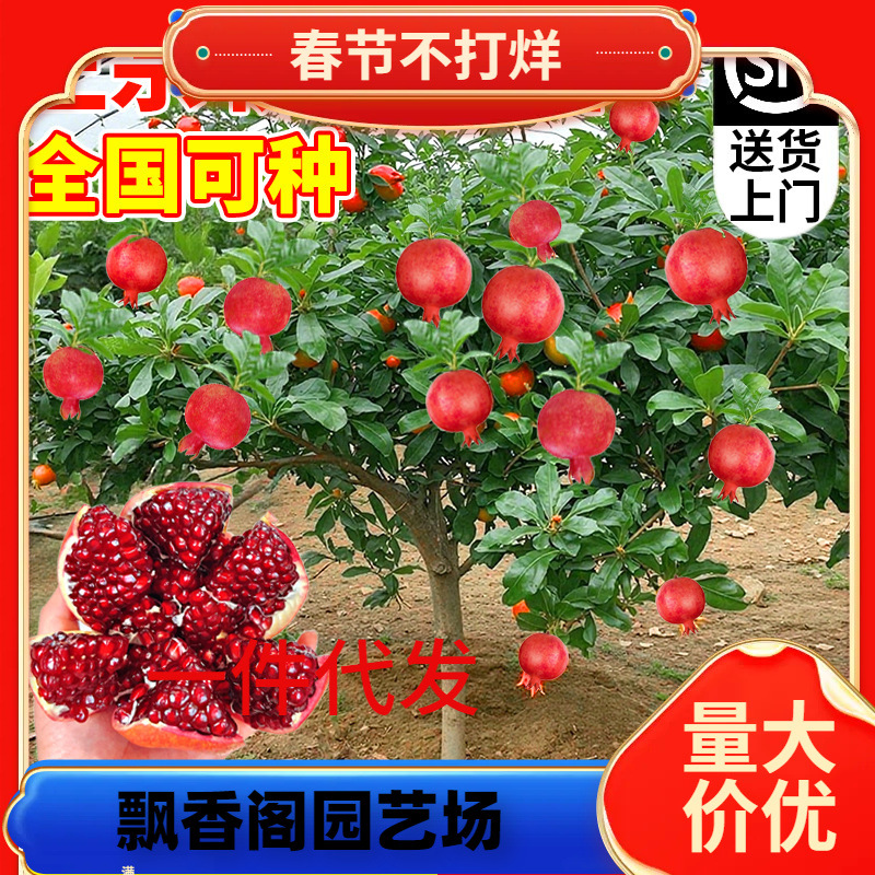 石榴树树苗突尼斯软无籽特大甜果苗盆栽老桩嫁接四季庭院南方种植