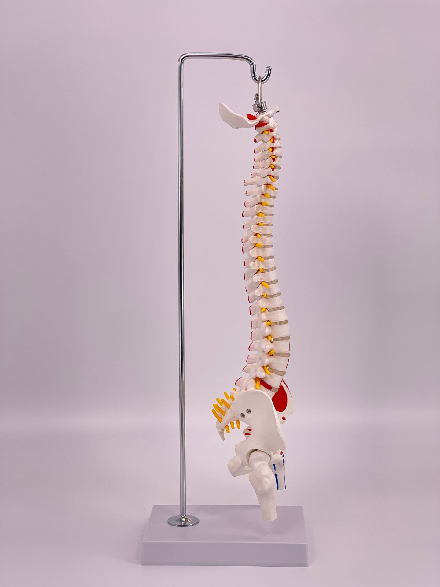 ��ʽ ���弹��ģ��45CM���Ǿ�׵��׵��׵����ɹǼ�����ɫ��ֹ��