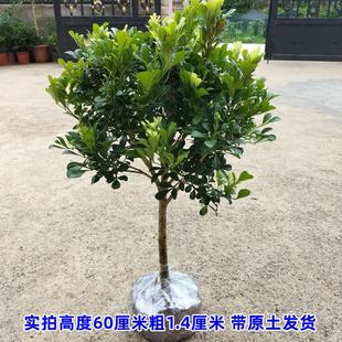 Four Seasons Milanese Flower Courtyard Milanese Flower Potted Green Plant Fragrant Flower Easy-To-Care Flower Perfume Milanese Four Seasons