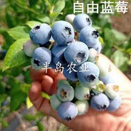 自由蓝莓树果苗盆栽果树可食用水果南方北方四季种植花园庭院阳台