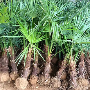 Palm Saplings, Palm Saplings, Palm Seedlings, Fan Saplings, Evergreen Greening Seedlings, Courtyard Plants, Potted Plants