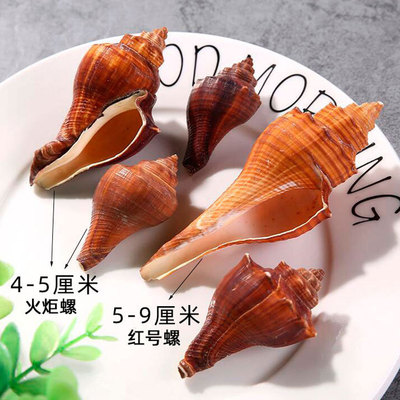 红号螺天然贝壳海螺批发 长香螺地台布置水族箱造景装饰 摆件