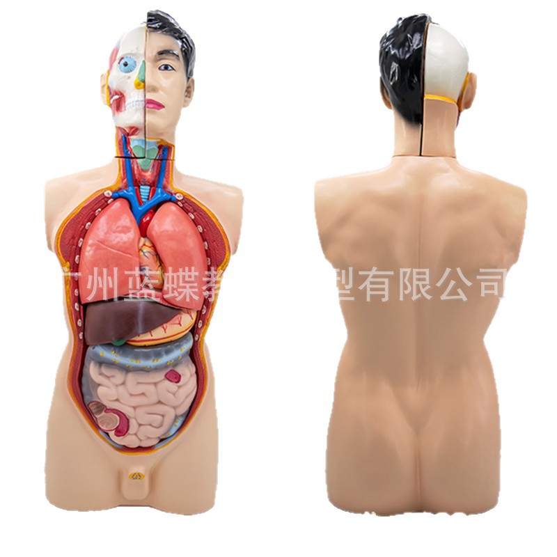 85cm�������ɽ���ģ�Ϳɲ�ж19�� �������� ҽѧ��ѧ�����������