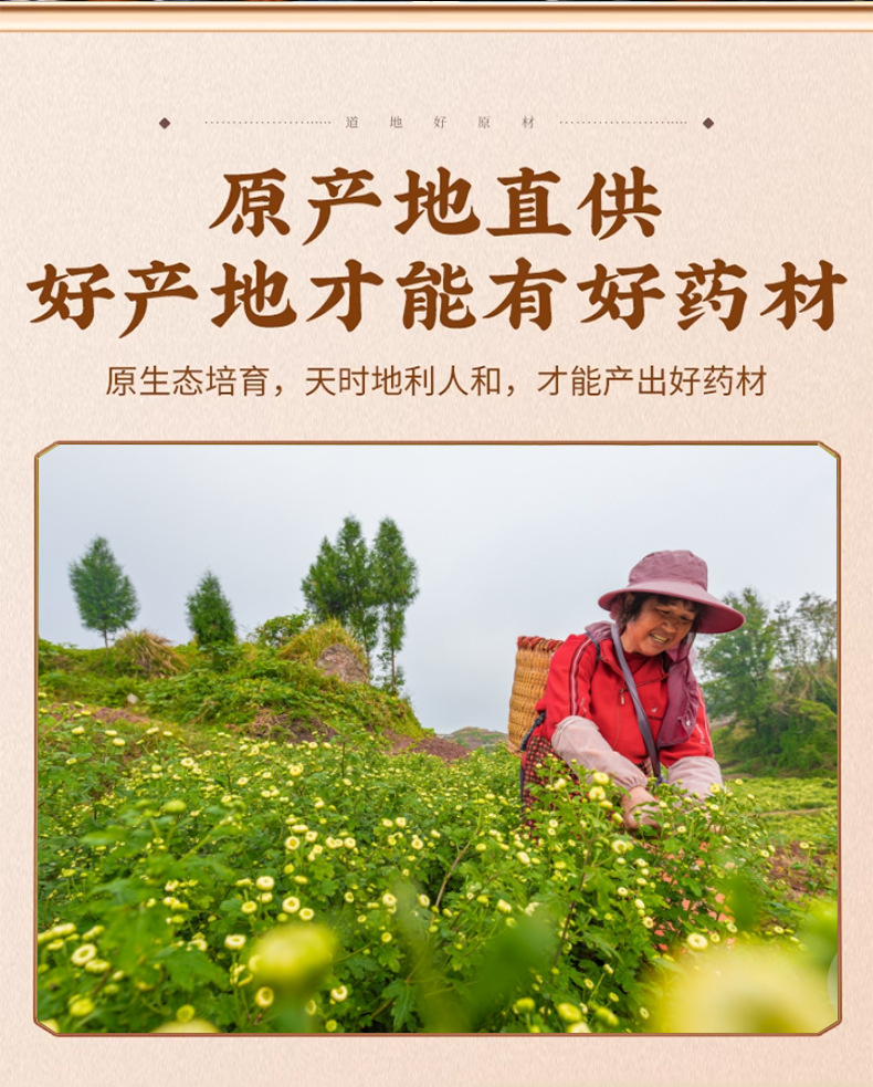 Tai Ju Chrysanthemum Tea Buds Tongxiang Hang Bai Ju Loose Dried Flower Herbal Tea 500g Bulk key features