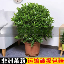 ļͥԺ@ͺBGֲ҃ȃ՚Gֲ