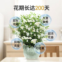 ���������ԝ����ļ��҃�ֲ�ﻨ�܎��������������ǧ�����辰�Gֲ