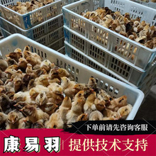 孵化场出售大种青腿土鸡苗 中速芦花小鸡苗 人工挑选剔除弱残苗