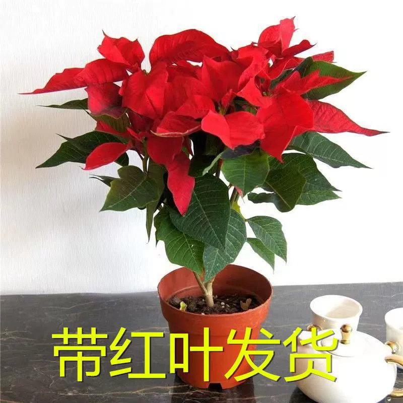 Рождественские цветы пуансеттиа цветы в горшках настоящие цветы балкон гостиная поглощает формальдегид очистка воздуха Зеленые растения цветы и растения