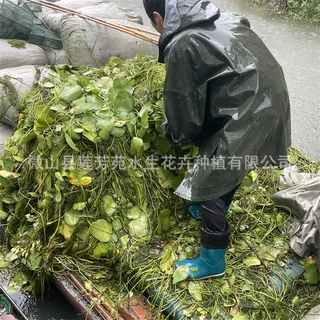 水生植物荇菜种苗   承接浮水植物荇菜种植   自产自销
