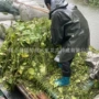 植物承接种植浮水荇菜
