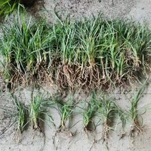 ���س��ۼ��~�������������ձ��������ͺ�ͥԺ���̄e�����N��ľ