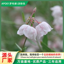 ���l�_����N��ș��ֲ��߰lѿ���ͺ����}�|�t���Ѽt���ӷN��