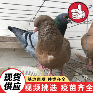 �Bֳ�����ۻ����ӻ���������������N��2026�ăr����B�����µ���
