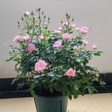 ϡ��΢�³����¼������ļ��_����30-55������ڏ�18��ӷ���