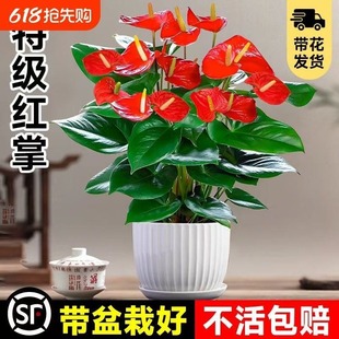 �t�ư�������һ���L혻����҃Ⱥ��B�Gֲ�ļ��_�������՚�ˮ��ֲ��