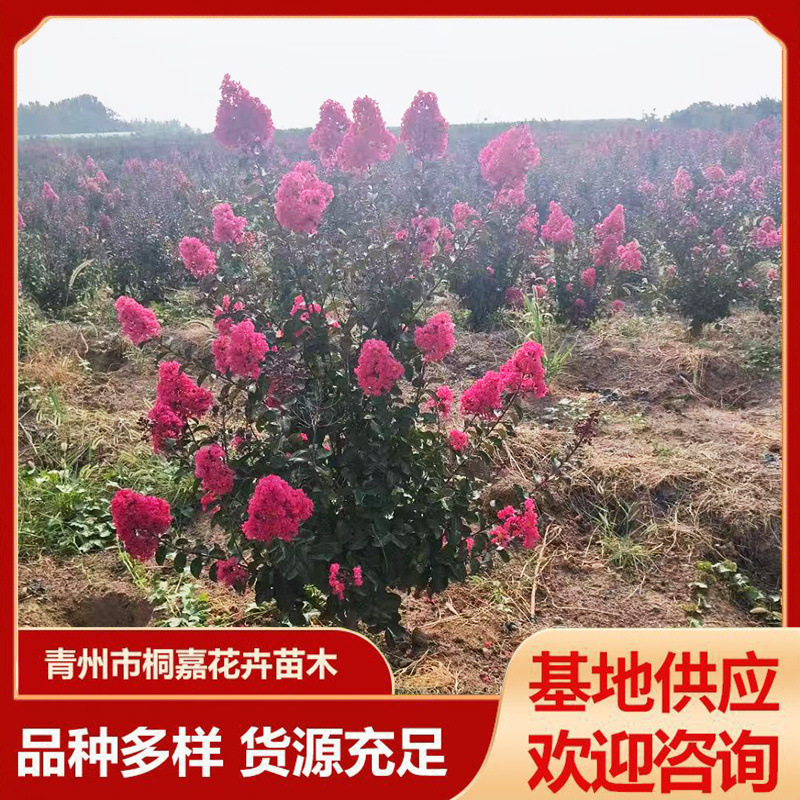 天鹅绒紫薇花树苗 苗圃基地绿化红火箭丛生大红花紫薇树苗盆栽