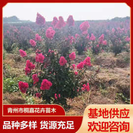 天鹅绒紫薇花树苗 苗圃基地绿化红火箭丛生大红花紫薇树苗盆栽