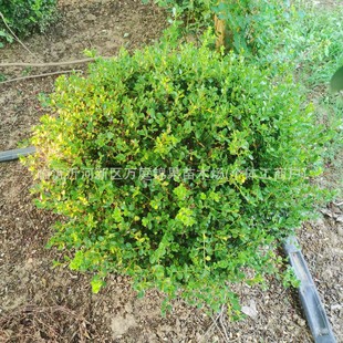 С�~�S�����������ͥԺ�h�ʾG�����U����Gֲ���~�S���